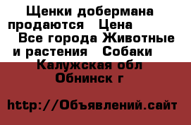 Щенки добермана  продаются › Цена ­ 45 000 - Все города Животные и растения » Собаки   . Калужская обл.,Обнинск г.